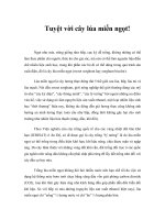 Tuyệt vời cây lúa miến ngọt!