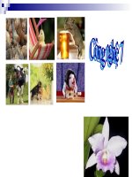 BAI 45. NUÔI DƯỠNG VÀ CHĂM SÓC CÁC LOẠI VẬT NUÔI