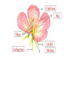 bai 28 - Cấu tạo và chức năng của hoa
