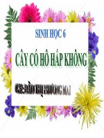 bài 23: cây có hô hấp không