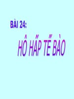 bài 24 Hô hấo tế bào tt