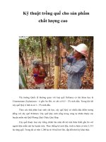 Kỹ thuật trồng quế cho sản phẩm chất lượng cao