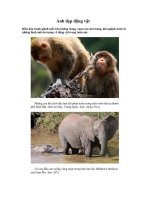 Ảnh đẹp động vật