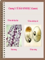 TẾ BÀO SINH DỤC (Gamete)