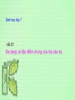 ĐA DẠNG VÀ Đ Đ CHUNG CỦA LỚP SÂU BỌ