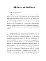 Kỹ thuật nuôi đà điểu con