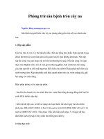 Quy trình tổng hợp quản lý bệnh HuangLongbin trên cây có múi ở Việt Nam