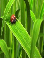 bài 24. Ứng động