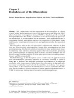 Biotechnology of the Rhizosphere