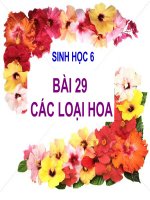 các loại hoa (chuẩn KT-KN)
