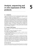 Analysis, sequencing and in vitro expression of PCR products