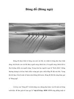 Bóng đổ (Bóng ngả)