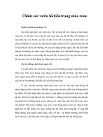 Chăm sóc vườn hồ tiêu trong mùa mưa