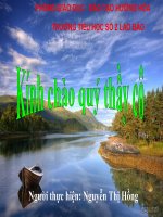 Trồng rừng ngập mặn