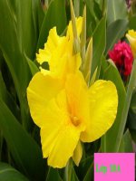 vận chuyển qua màng sinh chất