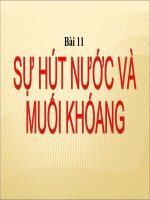 sự hút nước và muối khoáng của rễ