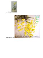 Ten cac loai phong lan