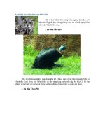 9 loai chim nguy hiểm nhất