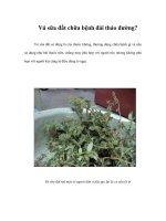 Vú sữa đất chữa bệnh đái tháo đường?