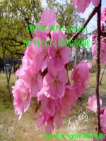 bài 15 Dòng điện trong chất khí