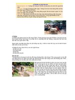 Tết Dolta và hội đua bò Bảy Núi An Giang