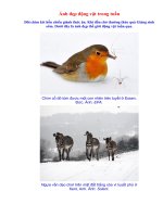 Ảnh đẹp động vật (1)