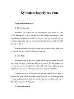 Kỹ thuật trồng cây rau răm