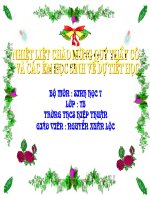 Tài liệu tiet 43. CHIM BO CAU