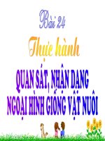 thuc hanh quan sat giong vat nuoi
