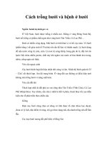 Cách trồng bưởi và bệnh ở bưởi