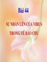 Bài giảng sự nhân lên của vỉut trong tế bào chủ