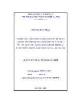 Luận văn nghiên cứu ảnh hưởng của hạt giống ở các vị trí tán hoa đến sinh trưởng, phát triển và năng suất của cây bạch chỉ(angelica dahurica benth  et hook f ) 