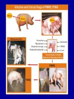 Bệnh do Circo virus