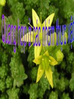 Quang hợp ở các nhóm Thực vật