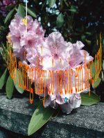 Gián án bai  mau sac tren trang chieu