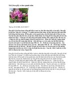 Xử lý hoa giấy ra hoa quanh năm