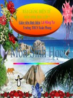 Gián án Tiết 45: Sự đa dạng và đặc điểm chung của lớp chim