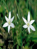 tiet 30 phuong trinh bac hat hai an