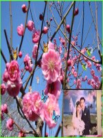 Bài giảng Liên Khúc Xuân - Violet.vn/tiensu76 gửi tặng!