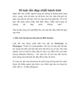 10 loài rắn đẹp nhất hành tinh