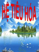 HỆ TIÊU HÓA