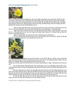 Xử lý mai nở đúng Tết nguyên đán