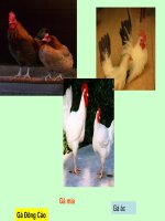 Một số loại gà