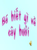 cây bưởi