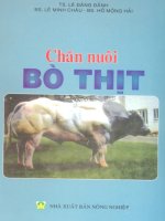 Chăn nuôi bò thịt