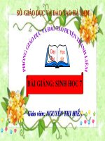 Giáo an sinh hoi giang cap tinh ha nam