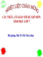 bai 31. ca chep
