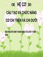 HỆ XƯƠNG CHI TIẾT