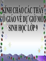 Gián án bài 28 : PHương pHÁp nghIÊN cứu di truyền người