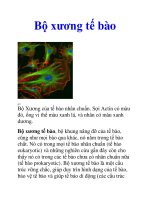 Bộ xương tế bào